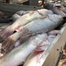 Fish kills prompt quickened review of Murray cod, silver perch status