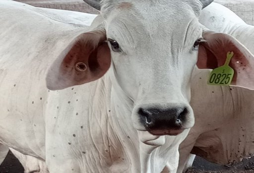 A photograph of one of the 13 Australian cattle which tested positive to lumpy skin disease.