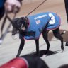 Greyhound Racing NSW threatens legal action to keep Dapto dogs open