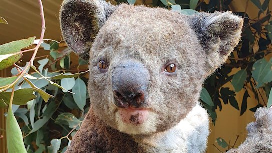 A rescued koala injured at the Kangaroo Island Wildlife Park.