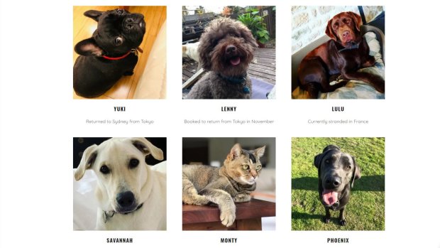 Some of the pets that have been stranded overseas.