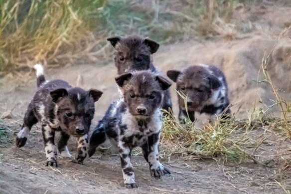On the prowl … a litter of wild dogs, with their distinctive markings.