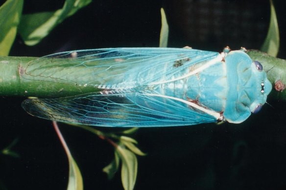 A super rare “blue moon” colour morph of the greengrocer cicada.