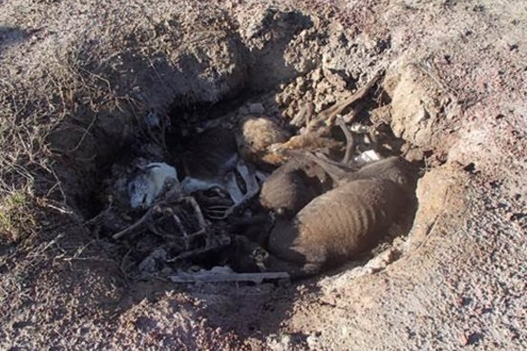 The greyhound mass grave was discovered on July 3.