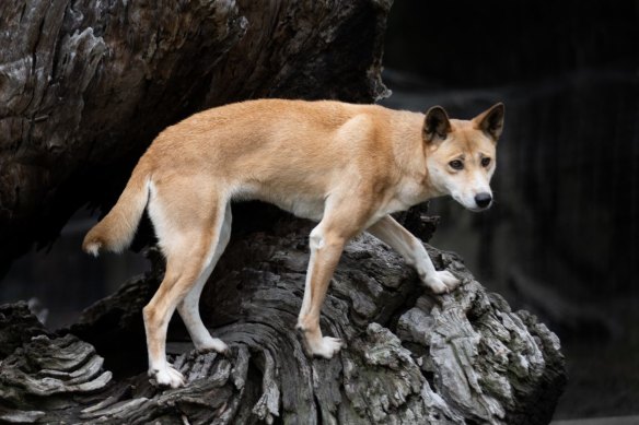 Dingo fur sales