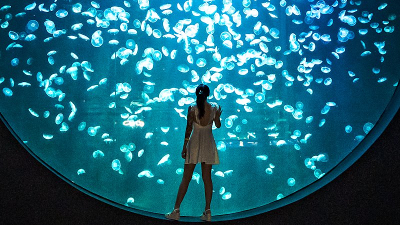 Singapore's Oceanarium triples in size with immersive ocean conservation exhibits (australia) — SMH