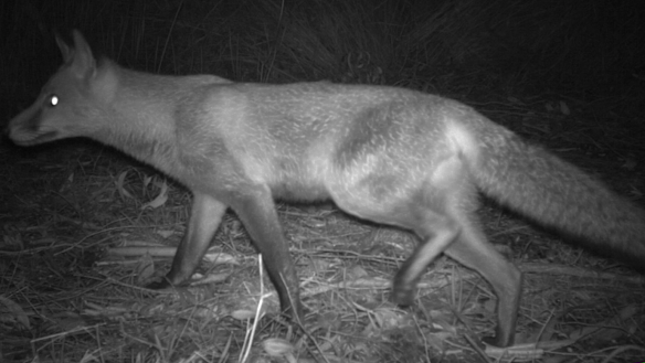 A fox captured on camera at Kenwick’s Brixton Street wetlands, one of Perth’s most biodiverse wetland assets.