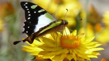Macleay's Swallowtail, one of the butterflies found around Canberra.