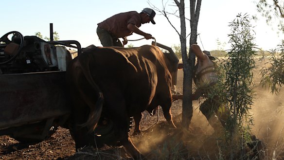 Is this the most dangerous and daring job on the planet?