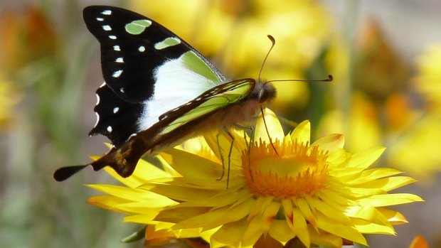 Macleay's Swallowtail, one of the butterflies found around Canberra.