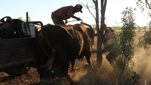 The action in Outback Ringer is fast, furious, filthy and dangerous.
