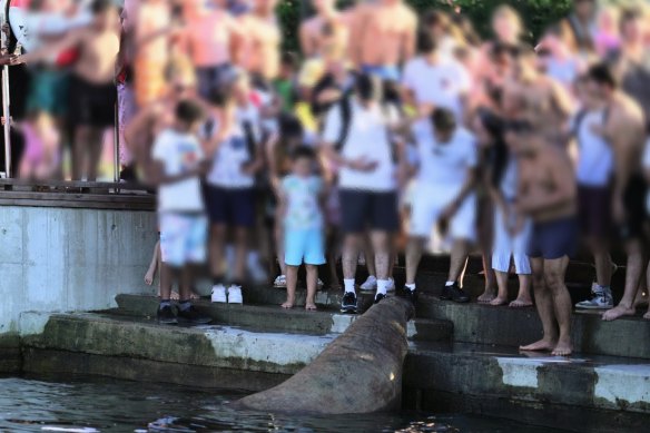 Norwegian authorities supplied this picture of a crowd in close proximity to Freya when explaining it might be forced to euthanise the walrus.