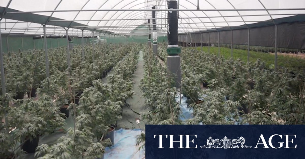 Third person arrested five years after record $17 million WA cannabis bust - Vimarsana News