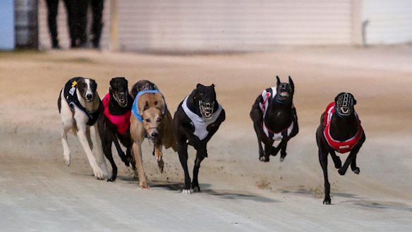 Greyhound racing continues in NSW despite being banned in most countries around the world.