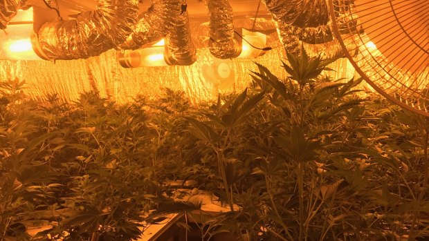 Inside a recently discovered cannabis house.