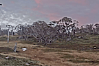 Small patches of snow on the ground at Perisher's Happy Valley.