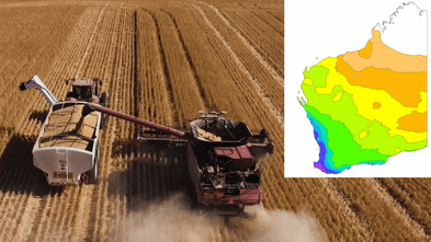 WA farmers on ‘knife’s edge’ as low rainfall threatens crops, livestock