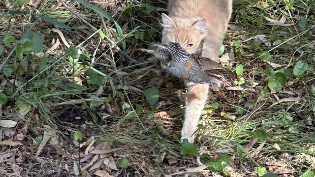 Roaming cats kill 47 million native Perth animals a year. These crusaders want that to end
