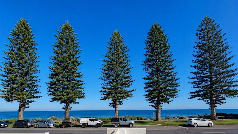 Plant, pull, repeat: Cottesloe council to vote on replacing uprooted Norfolk Pines