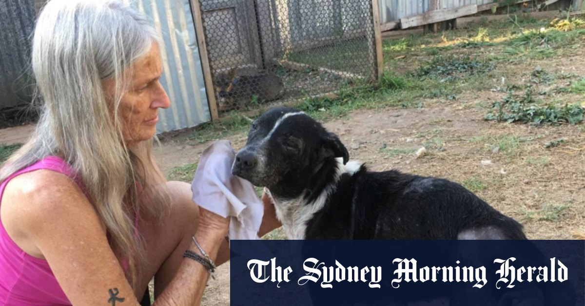 Une femme de Sydney, Cristina Corales, tuée par des abeilles au Pérou alors qu’elle promenait un chien aveugle