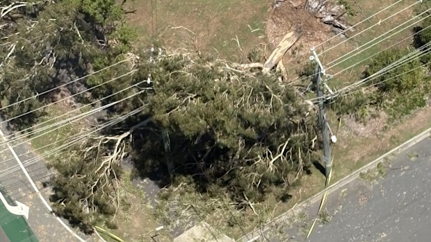A tree that fell onto power lines during Monday’s severe storms.