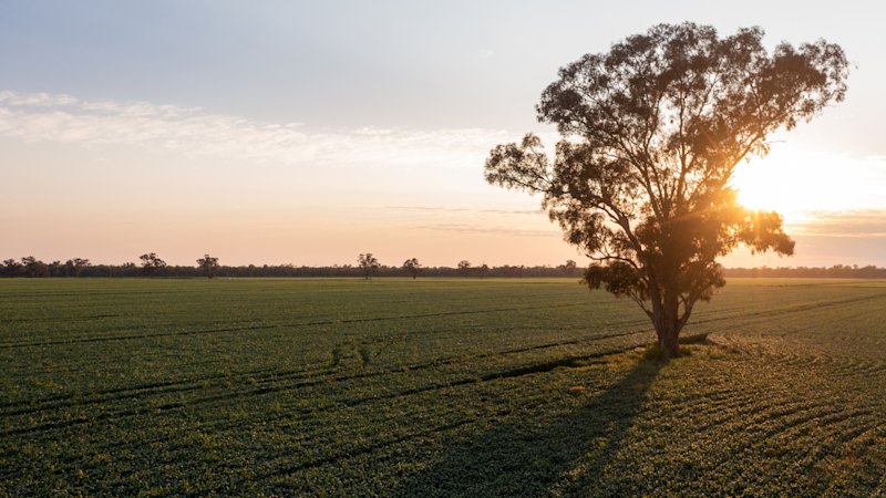 Kilter Rural puts Oomabah Riverina site up for sale with $60m hopes