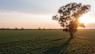 Kilter Rural, an asset manager half-owned by Regal Funds Management, has put a 7210-hectare cropping and grazing asset in the Southern Riverina region of NSW up for sale with a $60 million price tag. 