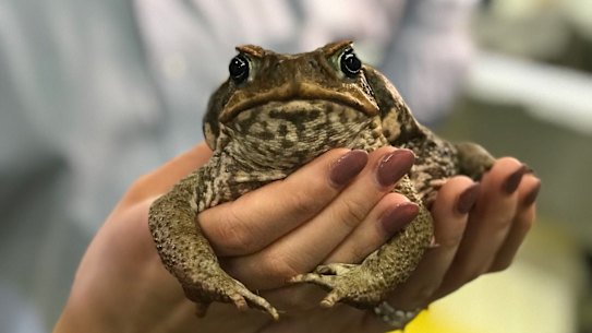Scientists hope viruses in the cane toad's DNA could be weaponised to turn the tables on the pest.
