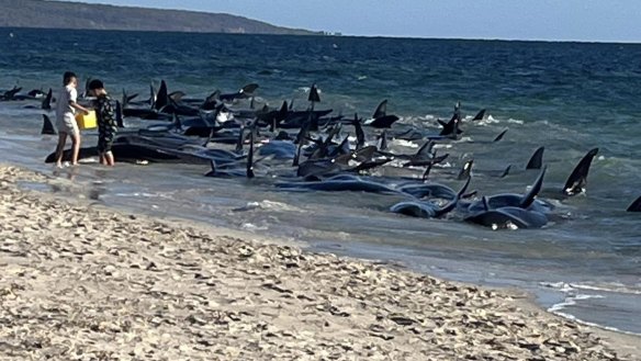 The whales are stranded near just south of Busselton.