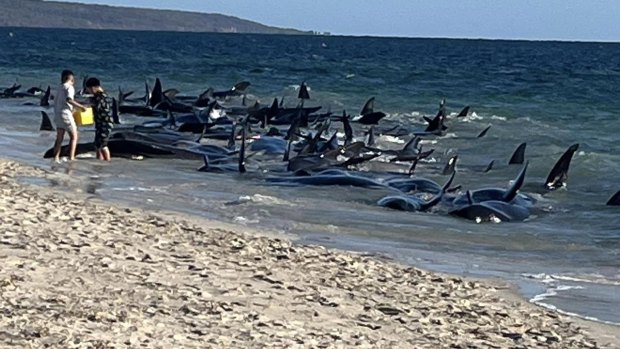 WA news LIVE: Mass whale beaching in WA; Ben Roberts-Smith spotted at Kings Park dawn service