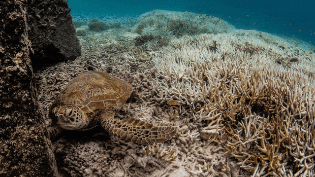 The Great Barrier Reef keeps bleaching. Why are we told corals are thriving?