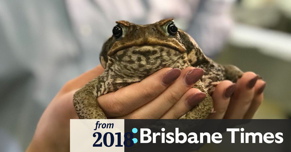 Cane Toad Population Queensland