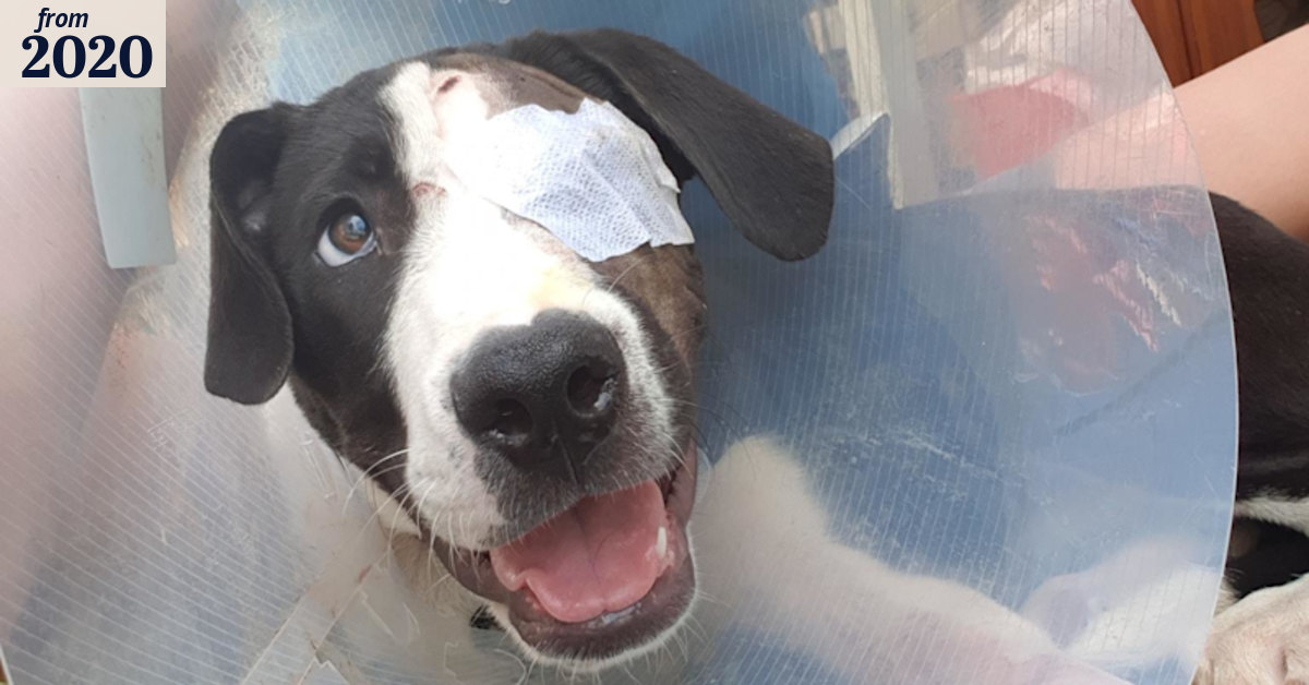 Dog shot in the head finds new family 400 days later