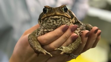 Virus Discovery Offers New Means Of Controlling Queensland S Cane Toad