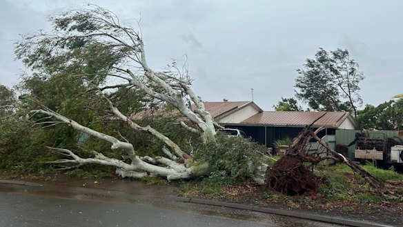 Another tree down in Karratha.
