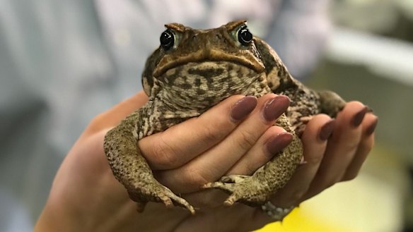 Scientists crack genetic code of cane toad