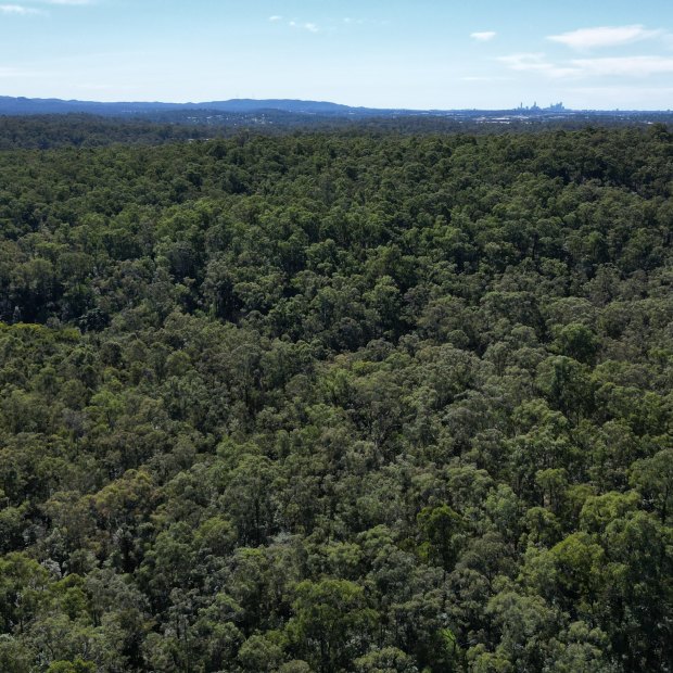 Aerial shot of Woogaroo Forest in Springfield. Brisbane CBD’s skyline is visibile on the horizon. Under the proposed development, a significant portion of the forest will be cleared.  