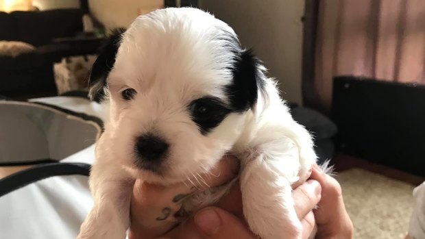 A three-week-old maltese-shih tzu cross puppy allegedly stolen from a Mitchelton home.
