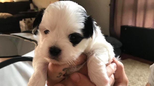 A three-week-old maltese-shih tzu cross puppy is still missing from a Mitchelton home in Brisbane.
