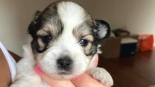 The male maltese-shih tzu cross puppy was found at a Stafford home.
