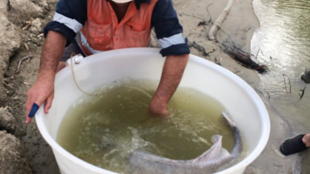 Several large Murray cod have been collected from the Darling and relocated to a stretch of the river where they had a better chance of survival.