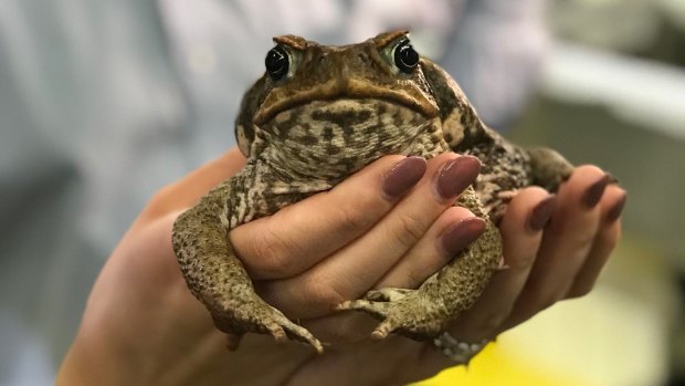 Scientists hope viruses in the cane toad's DNA could be weaponised to turn the tables on the pest.
