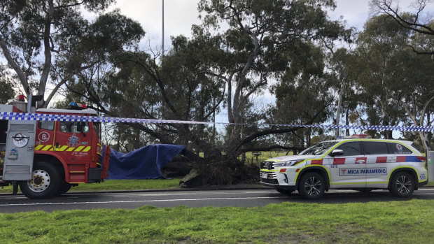 A person was rescued from under a tree in Princes Park.