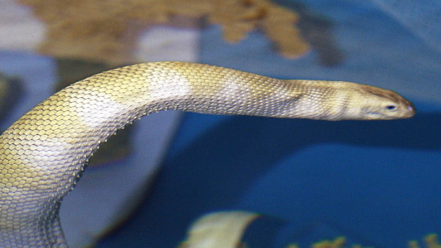 A British man died after he pulled up a fishing net and was bitten by a sea snake.