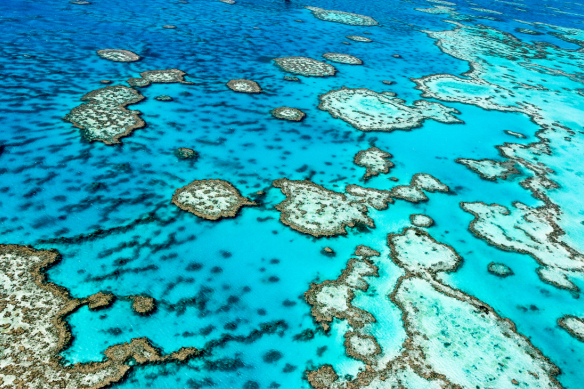 A looming El Nino weather pattern is raising the risk of coral bleaching on the Great Barrier Reef. 