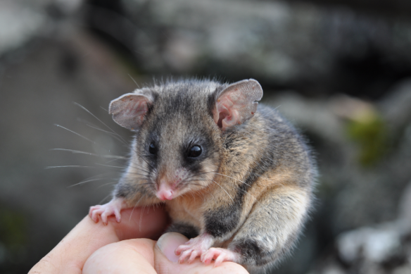 Bogong moths are an important food source for the critically-endangered mountain pygmy possum.