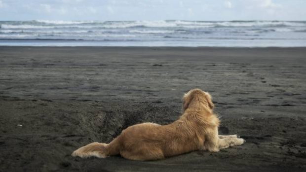 Milo waits patiently on the beach for his owner, Dayne Maxwell, to come in from surfing.