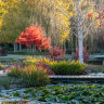 Auburn, Parramatta, Oberon: the most stunning parks for autumn foliage