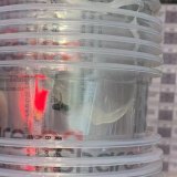 A fly pictured in Sharetea drink cups.