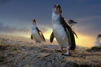 Little penguins on parade at Phillip Island now rival the Academy Awards red carpet. It has come to this.